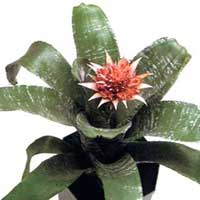 Aechmea coltivazione e cura