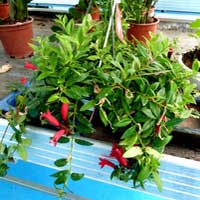 Aeschynanthus coltivazione e cura