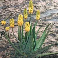 Aloe coltivazione e cura