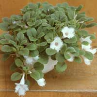 Alsobia coltivazione e cura