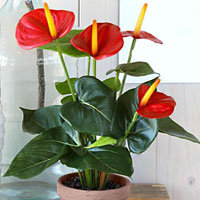 Anthurium coltivazione e cura