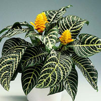 Aphelandra coltivazione e cura