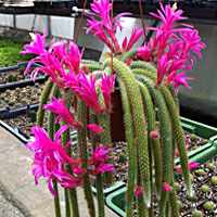 Aporocactus coltivazione e cura