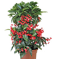 Ardisia coltivazione e cura