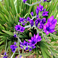 Babiana coltivazione e cura