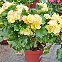 Begonia coltivazione e cura