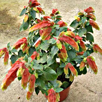 Beloperone coltivazione e cura