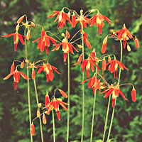 Bessera coltivazione e cura