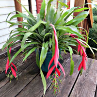 Billbergia coltivazione e cura