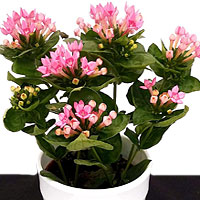 Bouvardia coltivazione e cura