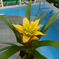 Bromeliaceae coltivazione e cura