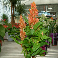 Celosia coltivazione e cura