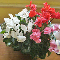 Ciclamino coltivazione e cura