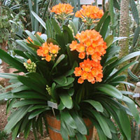 Clivia coltivazione e cura