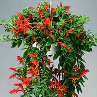 Billbergia coltivazione e cura