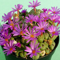 Conophytum coltivazione e cura