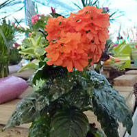 Crossandra coltivazione e cura