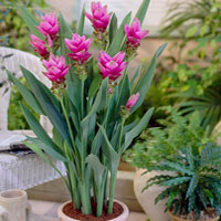 Curcuma coltivazione e cura