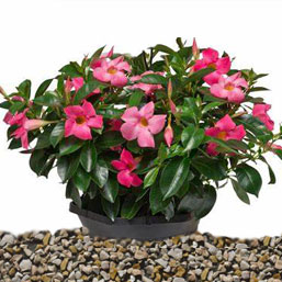 Dipladenia coltivazione e cura