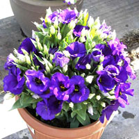 Eustoma coltivazione e cura