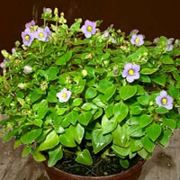 Exacum coltivazione e cura