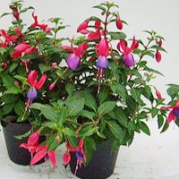 Fucsia o Fuchsia coltivazione e cura