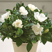 Gardenia coltivazione e cura