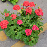 Pelargonium coltivazione e cura