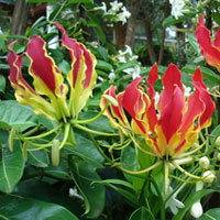 Gloriosa coltivazione e cura