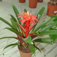 Guzmania coltivazione e cura