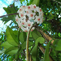 Hoya coltivazione e cura