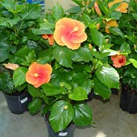 Ibisco coltivazione e cura