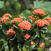 Ixora coltivazione e cura