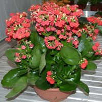 Kalanchoe coltivazione e cura