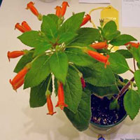 Kohleria coltivazione e cura