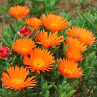 Lampranthus coltivazione e cura