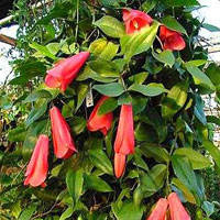 Lapageria coltivazione e cura