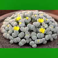 Lithops coltivazione e cura