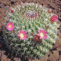 Mammillaria coltivazione e cura