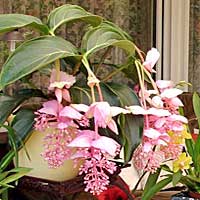 Medinilla coltivazione e cura