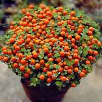 Nertera coltivazione e cura