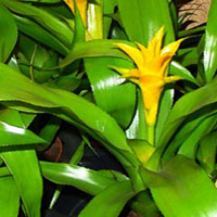 Nidularium coltivazione e cura