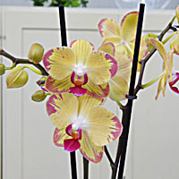 Orchidea coltivazione e cura