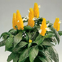 Pachystachys coltivazione e cura