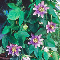 Passiflora coltivazione e cura