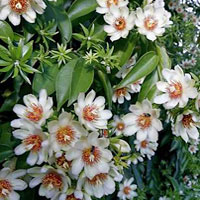 Pereskia coltivazione e cura