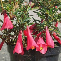 Philesia coltivazione e cura