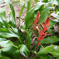 Pitcairnia coltivazione e cura