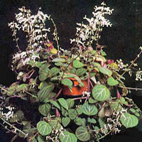 Plectranthus coltivazione e cura