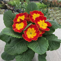 Primula coltivazione e cura